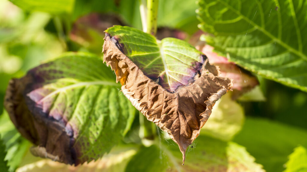 The Significance of Brown Leaves on Hydrangea Plants