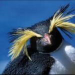 Unraveling the Mystery of the Yellow-Haired Penguin