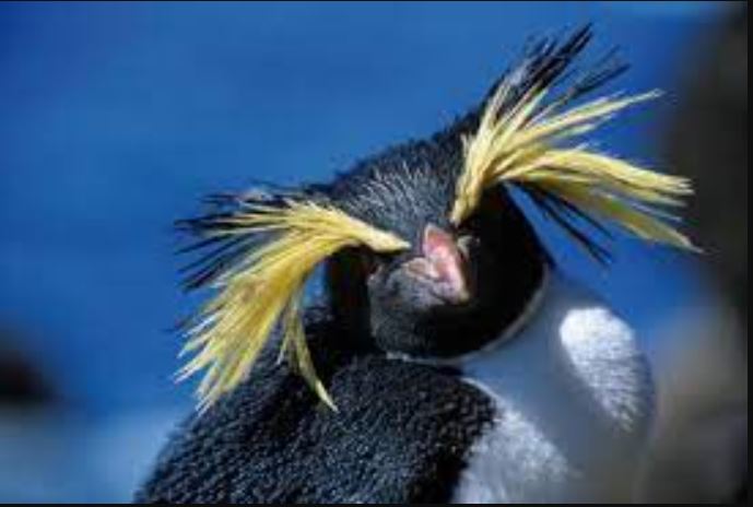 Unraveling the Mystery of the Yellow-Haired Penguin