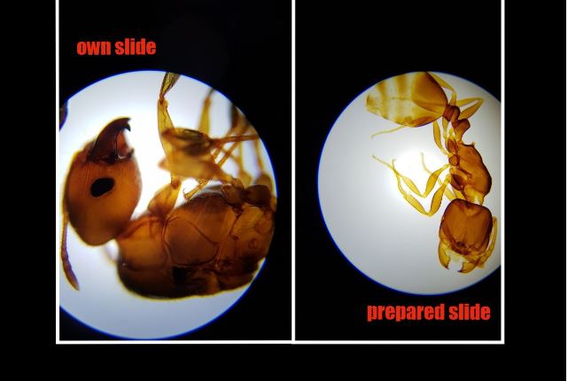 Exploring the insect Ant Under a Microscope